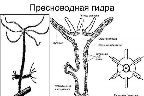 Kraken вход